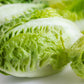 3000 LITTLE GEM LETTUCE Small Romaine Butterhead Lactuca Sativa Vegetable Seeds