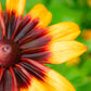 4000 Indian Summer GLORIOSA DAISY Rudbeckia Hirta Red Yellow Brown Flower Seeds