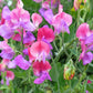 60 Mixed Colors SWEET PEA ROYAL Family Mix Lathyrus Odoratus Flower Vine Seeds