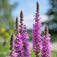 1000 PINK WINGED LOOSESTRIFE Lythrum Alatum Flower Seeds