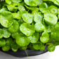 50 SPADELEAF Edible Coinwort Centella Asiatica Gotu Kola Herb Pink Flower Seeds