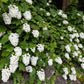 40 White OAK LEAF HYDRANGEA Quercifolia Shrub Flower Seeds