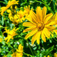 25 YELLOW Torch MEXICAN SUNFLOWER Tithonia Speciosa Flower Seeds