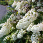 40 White OAK LEAF HYDRANGEA Quercifolia Shrub Flower Seeds