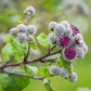 200 Great BURDOCK Arctium Lappa (Edible Burdock / Cockle-Button / Beggar's Buttons) HERB Flower Seeds