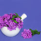 150 BUENOS AIRES VERBENA Brazilian Purple Bonariensis Patagonica Flower Seeds