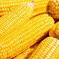 60 YELLOW CORN ' Early Xtra Sweet ' Zea Mays Vegetable Seeds