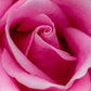 5 PINK ROSE Rosa Bush Shrub Perennial Flower Seeds