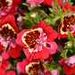 200 Mixed Colors BUTTERFLY ORCHID (Poor Mans Orchid / Angel Wings) Schizanthus Wisetonensis Flower Seeds