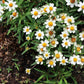 250 Mixed Colors CLASSIC ZINNIA Linearis Angustifolia Narrow Leaf Creeping Mexican Flower Seeds