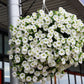 25 WHITE PETUNIA Grandiflora Flower Seeds