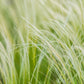 25 MEXICAN FEATHER GRASS Pony Tails Ornamental Stipa Tenuissima Nassella Seeds Wind Whisp