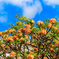 10 MIXED COLORS PLUMERIA Seeds - Lei Flower Frangipani Mix Fragrant Shrub Small Tree Pink Red Yellow White Peach Two Tone