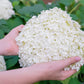 50 semillas de hortensia PEE GEE Paniculata Peegee, arbusto de flores blancas y rosadas en panícula