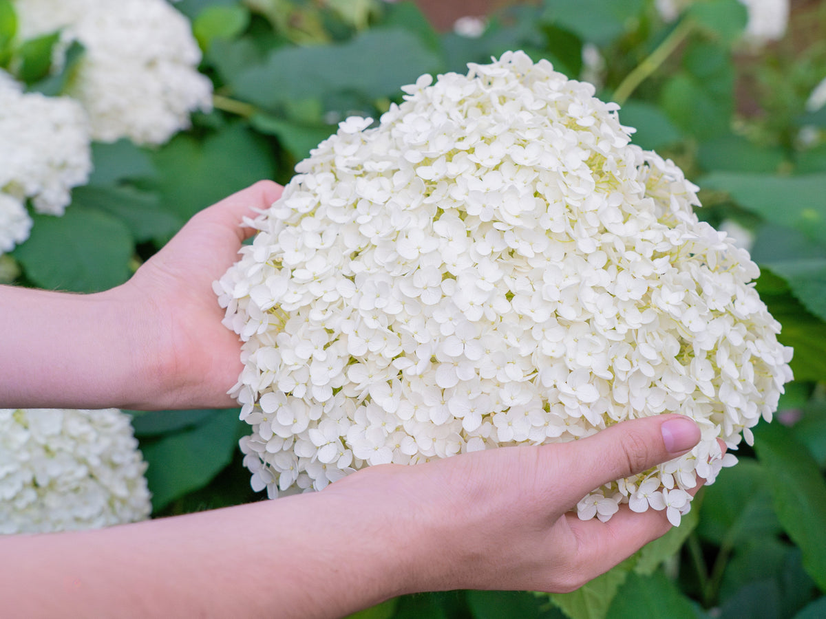 50 semillas de hortensia PEE GEE Paniculata Peegee, arbusto de flores blancas y rosadas en panícula