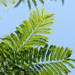 25 BLUE JACARANDA TREE ( Fern Tree / Brazilian Rose Wood / Green Ebony ) Jacaranda Mimosifolia Seeds