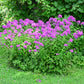 10 Tall PURPLE PHLOX Paniculata Garden Summer Native Hummingbird Flower Seeds