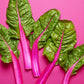 40 PINK LIPSTICK SWISS CHARD Vegetable Seeds Perpetual Spinach Beta Vulgaris Seeds