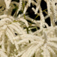 50 WHITE GOATS BEARD (like Astilbe) Aruncus Dioicus Flower Seeds