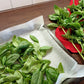 2000 SWEET GENOVESE BASIL Ocimum Basilicum Herb Flower Seeds