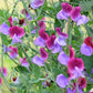 60 Mixed Colors SWEET PEA ROYAL Family Mix Lathyrus Odoratus Flower Vine Seeds