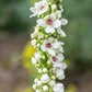 50 WEDDING CANDLES VERBASCUM Chaixii Album Mullein White Purple Flower Seeds