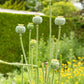 100 RED TULIP POPPY Papaver Glaucum Flower Seeds