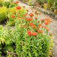 300 MALTESE CROSS Jerusalem Cross Lychnis Chalcedonica Campion Silene Flower Seeds