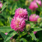 1500 RED CLOVER Monarchs Trifolium Pratense Rose Mauve Flower Ground Cover Seeds