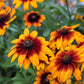 4000 Indian Summer GLORIOSA DAISY Rudbeckia Hirta Red Yellow Brown Flower Seeds