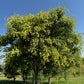 10 GOLDEN RAIN TREE Goldenrain Koelreuteria Paniculata Yellow Flower Seeds
