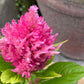 150 Mixed PAMPAS PLUMES COCKSCOMB Celosia Plumosa Flower Seeds