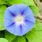 75 Blue STAR MORNING GLORY Ipomoea Tricolor Flower Vine Seeds