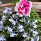 200 BLUE SPLASH LOBELIA Regatta Blue & White Erinus Flower Seeds