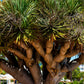 10 DRAGON TREE Dracaena Draco Canary Island Drago Blood Asparagus Yucca Evergreen Succulent Houseplant Orange Berry White Flower Seeds