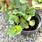 50 BANANA CANTALOUPE Melon Fruit Cucumis Melo Seeds