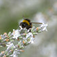 20 WHITE LAVENDER English Lavandula Angustifolia Herb Flower Seeds