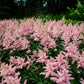 100 PINK MIX ASTILBE (False Spirea / False Goats Beard) Astilbe Chinensis Flower Seeds