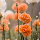 50 ORANGE CARNATION Dianthus Caryophyllus Chabaud Double Flower Seeds