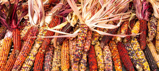 100 Ornamental INDIAN CORN WAMPUM Mixed Colors Zea Mays Vegetable Seeds