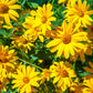 25 YELLOW Torch MEXICAN SUNFLOWER Tithonia Speciosa Flower Seeds
