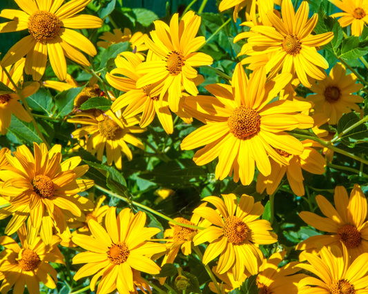 25 YELLOW Torch MEXICAN SUNFLOWER Tithonia Speciosa Flower Seeds