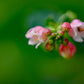 30 WESTERN SNOWBERRY Shrub White Pink Flower Symphoricarpos Occidentalis Seeds