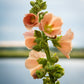 25 PEACH & BROWN HOLLYHOCK Alcea Rosea Flower Seeds Perennial