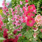 50 Mixed Colors HOLLYHOCK COUNTRY ROMANCE Mix Alcea Rosea Flower Seeds