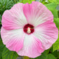 25 MIXED LUNA HIBISCUS Moscheutos Hardy Mixed Colors - Red, Hot Pink, Pink & White Swirl, and White Flower Seeds