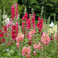 50 Mixed Colors HOLLYHOCK COUNTRY ROMANCE Mix Alcea Rosea Flower Seeds