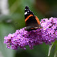 50 VIOLET BUTTERFLY BUSH Buddleja Davidii Purple Flower Seeds