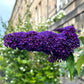 50 Dark PURPLE BUTTERFLY BUSH Buddleja Davidii Hummingbird Shrub Fragrant Flower Seeds