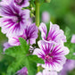 20 ZEBRA MALLOW Malva sylvestris var. Zebrina Flower Seeds